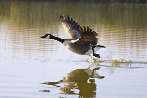 Images Dated 16th May 2004: Canada Goose -taking flight at sunrise Hickling Broad Norfolk UK