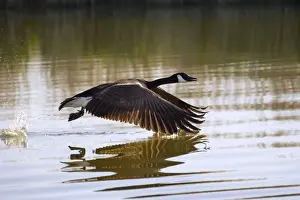 Canada Goose - taking flight at sunrise Hickling Broad Norfolk UK