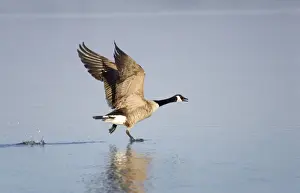 Canada Goose Taking flight from water Hickling Broad Norfolk UK