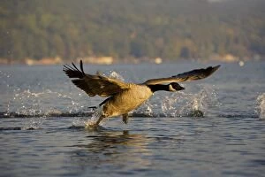 Canada Goose - Taking off from lake
