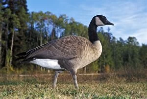 Branta Gallery: Canada Goose walking in meadow, portrait profile