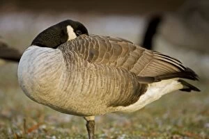 Images Dated 19th January 2008: Canada Goose - The most widespread goose in North America - Large waterfowl - Flocks travel in