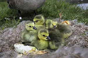 Huddled Prints: Canada Goose Young on Nest (Branta canadensis)