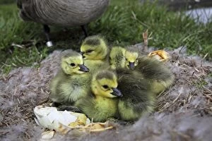 Canada Goose Young on Nest -Newly hatched from eggs