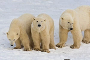 Solitary Gallery: Canada, Hudson Bay. Polar bear mother with