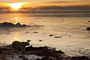 Backlit Gallery: Canada, Hudson Bay. Polar bear and sunrise