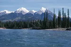 Timber Line Prints: Canada Kootenay National Park, Mitchell Range, Rocky Mountains