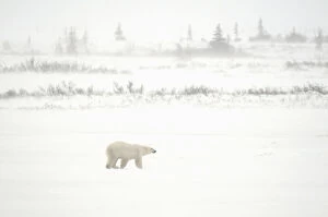 Canada, Manitoba, Churchill. Polar bear
