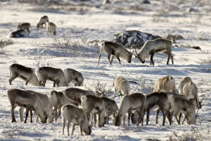 Dominance Gallery: Canada, Manitoba, Hudson Bay. Two male caribou