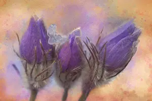 Crocus Prints: Canada, Manitoba, Rosser. Prairie crocus after a spring snowfall. Date: 19-04-2021