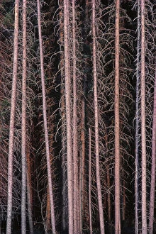 Barren Gallery: Canada, Manitoba. Stark spruce trees in