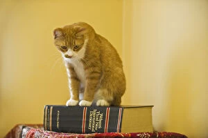 Book Gallery: Canada, Manitoba, Winnipeg. House cat