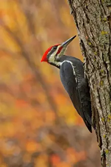 Canada, Manitoba, Winnipeg. Pileated woodpecker on maple tree. Date: 14-10-2020