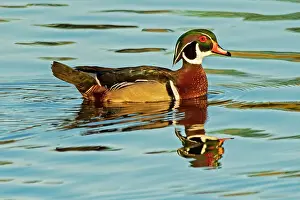 Canada, Manitoba, Winnipeg. Wood duck male in water. Date: 27-05-2021