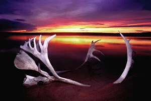 Bone Gallery: Canada, Northwest Territories, Whitefish