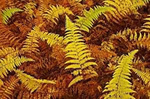 Ferns Gallery: Canada, Ontario, Baysville. Wood ferns in