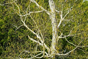 Birch Gallery: Canada, Ontario, Dorset. Birch tree with