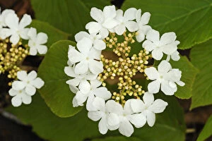 Botanical Gallery: Canada, Ontario, Dorset. Flowers on hobblebush