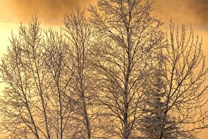 Backlit Gallery: Canada, Ontario, Ear Falls. Poplar trees