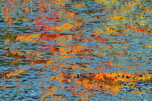 Lily Collection: Canada, Ontario, Minden. Reflection of autumn colored forest in pond with water lily pads