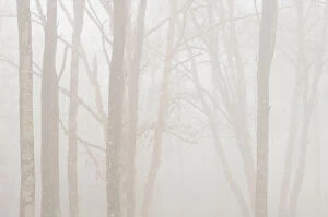 Botanical Gallery: Canada, Ontario. Trees in fog next to Lake