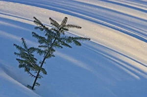 Abies Gallery: Canada, Ontario, Whitefish Falls. Balsam