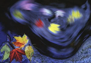Images Dated 31st March 2009: Canada, Quebec. Autumn leaves swirl on small