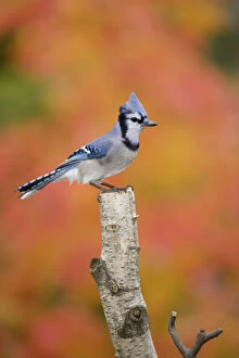 Birch Gallery: Canada, Quebec. Blue jay perched on stump
