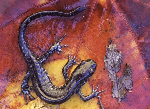 Canada, Quebec. Blue-spotted salamander