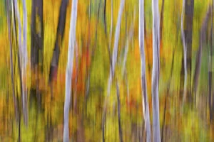 Painting Gallery: Canada, Quebec. Blur of autumn colors in