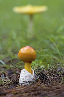 Agaric Gallery: Canada, Quebec. Close-up of fly agaric mushroom