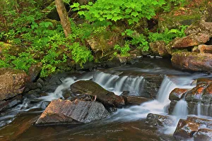 Images Dated 25th June 2021: Canada, Quebec, Parc National du Mont-Tremblant