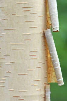 Birch Gallery: Canada, Quebec. Peeling bark on paper birch