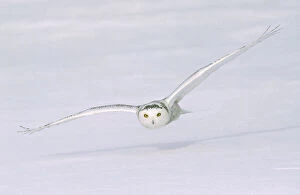 Birding Gallery: Canada, Quebec. Snowy owl flies low over