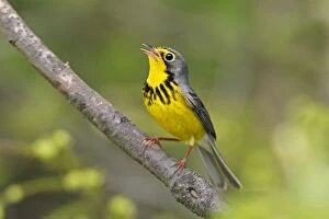 Images Dated 30th May 2006: Canada Warbler