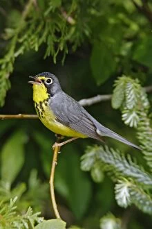 Images Dated 12th June 2006: Canada Warbler