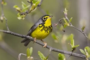 Images Dated 26th May 2008: Canada Warbler - On branch