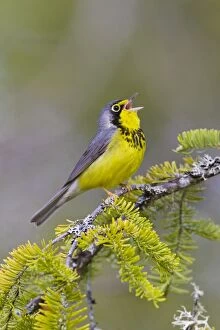 Images Dated 27th May 2008: Canada Warbler - On branch singing