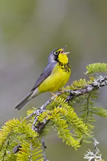 Wilsonia Prints: Canada Warbler - On branch singing - Maine USA - May