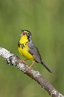 Canada Warbler - singing on territory in May at