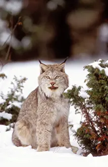 Canadian Lynx