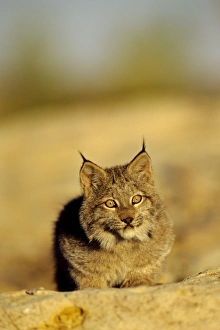 Images Dated 23rd February 1974: Canadian Lynx - cub MR1358