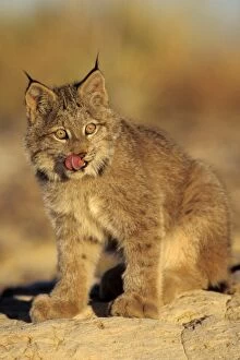 Images Dated 23rd February 1974: Canadian Lynx - kitten MR695