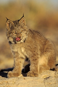 Images Dated 23rd February 1974: Canadian Lynx - kitten MR695