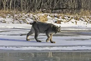 Canadian Lynx Minnesota USA