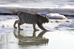 Canadian Lynx Minnesota USA