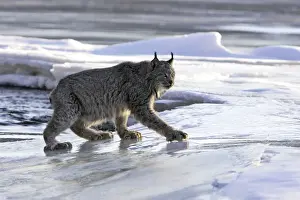 Canadian Lynx Minnesota USA
