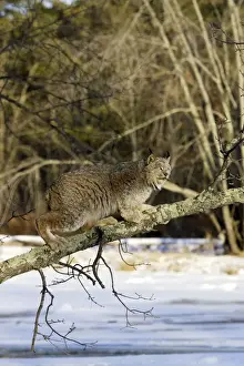 Canadian Lynx Minnesota USA