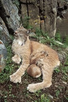Canadian Lynx - Mother & babies