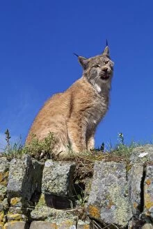 Canadian Lynx - Sits on Rocky Wall
